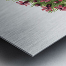 Moss Campion Silene acaulis 1924 Metal print