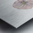 Hedge Bindweed Calystegia Convolvulus sepium 1932  Metal print