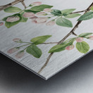 Wild Sweet Crab Malus coronaria 1920 Metal print