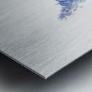 California Lilac Ceanothus thyrsiflorus 1935 Metal print