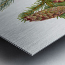 Douglas Fir Pseudotsuga mucronata 1923 Metal print