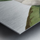 Southern Magnolia Magnolia grandiflora 1918 Metal print