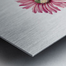 Turkeyhead Cactus Echinocerus perbellus 1930 Metal print