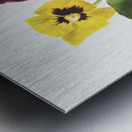 Pansies 1875 Metal print
