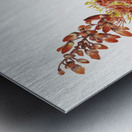 Ocotillo Fouquieria splendens 1927 Metal print