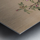 Rose Mallow Hibiscus moscheutos 1878 Metal print