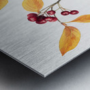 Red Chokeberry Aronia arbutifolia 1920 Metal print