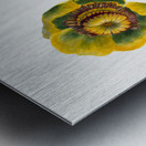 Flower Study 1939 Metal print