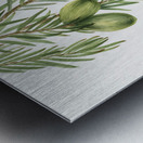 California Nutmeg Tumion californicum 1929 Metal print