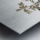 Rose Mallow Hibiscus moscheutos 1878 Metal print