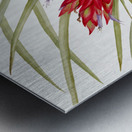 Quill Leaf Tillandsia Tillandsia fasciculata 1929 Metal print