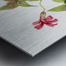 Lewis Monkey Flower Mimulus lewisii 1899 Metal print