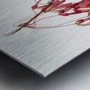 Carolina Maple Acer carolinianum 1923 Metal print