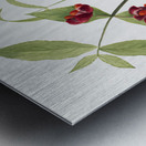 Winterberry Ilex verticillata 1920 Metal print