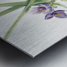 Virginia Spiderwort Tradescantia virginiana 1920 Metal print