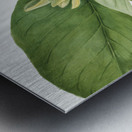 Cucumbertree Magnolia acuminata 1922 Metal print