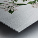 Cucumbertree Magnolia acuminata 1922 Metal print