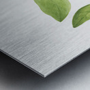 Sweetbay Magnolia virginiana 1927 Metal print