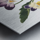 Pansies 1876 Metal print