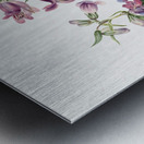 Prairie Pentstemon Pentstemon erianthera 1923 Metal print