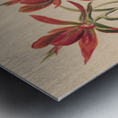 Indian Paintbrush Castilleja rhexifolia 1883 Metal print