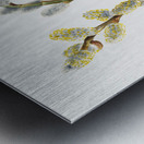 Pussy Willow Salix discolor 1920 Metal print