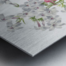 Perennial Phlox Phlox paniculata 1934 Metal print