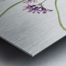 Wild Hyacinth Brodiaea pulchella 1927 Metal print