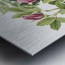 Bourgeau Rose Rosa bourgeauiana 1920 Metal print