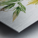 Blazing Star Mentzelia laevicaulis 1930 Metal print