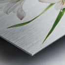 Atamasco Lily Atamosco atamasco 1925 Metal print