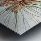 Large Purple Fringe–Orchid Habenaria grandiflora 1926 Metal print