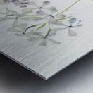 Blue Phlox Phlox divaricata 1917 Metal print