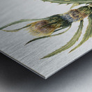 White Thistle Cirsium hookeranum Metal print