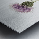 Prairie Thistle Cirsium undulatum 1923 Metal print