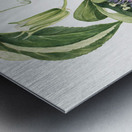 Maypop Passiflora incarnata 1926 Metal print