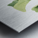 Maypop Passiflora incarnata 1926 Metal print