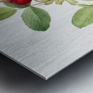 Bourgeau Rose Rosa bourgeauiana 1920 Metal print