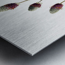 Purple Prairieclover Petalostemon purpureum 1927 Metal print