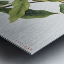 Crossvine Anisostichus capreolatus 1925 Metal print