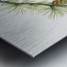 Western Larch Larix occidentalis 1923 Metal print