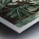 The Passiflora Cerulea Metal print