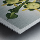 Pitcher Plant  Metal print