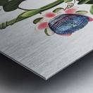 The Quadrangular Passion Flower  Metal print