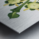 Pitcher Plant Metal print