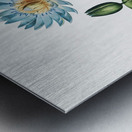 The Blue Egyptian Water-Lily Metal print