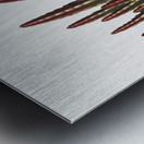 The Maggot–Bearing Stapelia Metal print