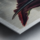 The Dragon Arum Metal print