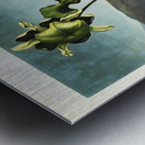 American Bog Plants Metal print