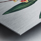 The Nodding Renealmia Metal print